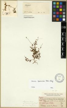 Type specimen at Edinburgh (E). Kotschy, Carl (Karl): SUPPL. 346. Barcode: E00279498.