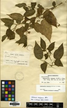 Type specimen at Edinburgh (E). Rusby, Henry: 840. Barcode: E00279513.