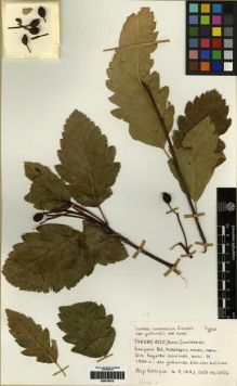 Type specimen at Edinburgh (E). Göksin, Alp: 13156. Barcode: E00279515.