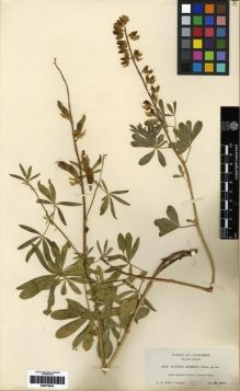 Type specimen at Edinburgh (E). Heller, Amos: 6978. Barcode: E00279545.