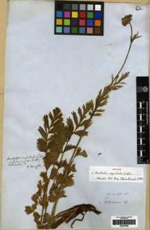 Type specimen at Edinburgh (E). Douglas, David: . Barcode: E00279556.