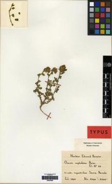 Type specimen at Edinburgh (E). Boissier, Pierre: 56. Barcode: E00279558.