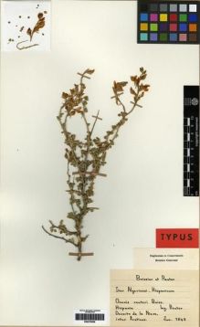 Type specimen at Edinburgh (E). Reuter, Georges: . Barcode: E00279559.
