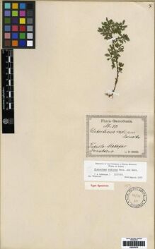 Type specimen at Edinburgh (E). Reinecke, F.: 590. Barcode: E00279578.