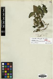 Type specimen at Edinburgh (E). Beechey's Voyage [Collectors: Lay & Collie]: . Barcode: E00279583.