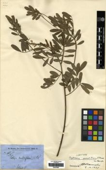 Type specimen at Edinburgh (E). Brown, Robert: 4117. Barcode: E00279596.