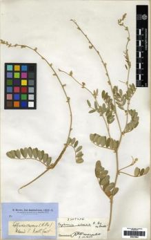 Type specimen at Edinburgh (E). Brown, Robert: . Barcode: E00279603.