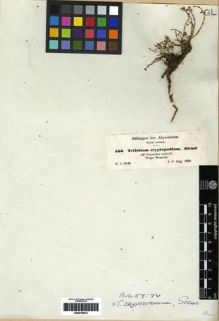 Type specimen at Edinburgh (E). Schimper, Georg: 556. Barcode: E00279612.
