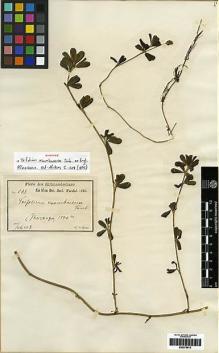 Type specimen at Edinburgh (E). Volkens, George: 579. Barcode: E00279613.