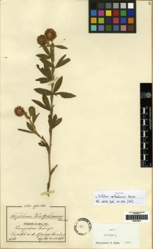 Type specimen at Edinburgh (E). Goetze, W: 825. Barcode: E00279614.