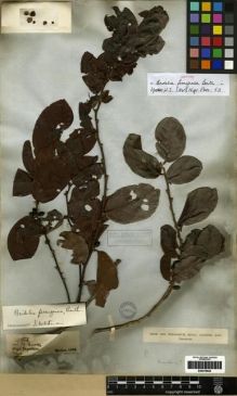 Type specimen at Edinburgh (E). Vogel, Julius: . Barcode: E00279625.
