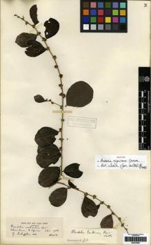 Type specimen at Edinburgh (E). Scheffler, G: 100. Barcode: E00279629.