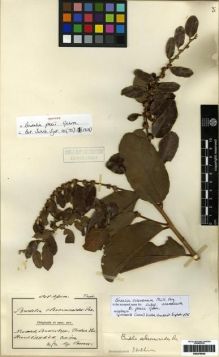 Type specimen at Edinburgh (E). Conrads, Hubert: 172. Barcode: E00279630.