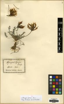 Type specimen at Edinburgh (E). Spruner, Wilhelm von: . Barcode: E00279631.