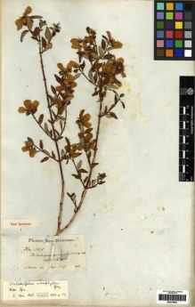 Type specimen at Edinburgh (E). Fendler, August: 266. Barcode: E00279681.