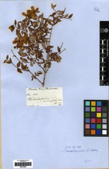 Type specimen at Edinburgh (E). Fendler, August: 266. Barcode: E00279682.