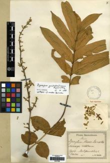 Type specimen at Edinburgh (E). Reinecke, F.: 122. Barcode: E00279689.