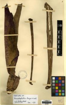 Type specimen at Edinburgh (E). Forrest, George: 20812. Barcode: E00279694.