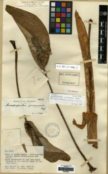 Type specimen at Edinburgh (E). Forrest, George: 4848. Barcode: E00279696.