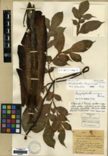 Type specimen at Edinburgh (E). Maire, Edouard-Ernest: . Barcode: E00279697.