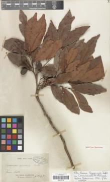 Type specimen at Edinburgh (E). Balansa, Benedict: 145. Barcode: E00279728.