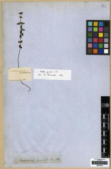 Type specimen at Edinburgh (E). Gunn, Ronald: . Barcode: E00279749.