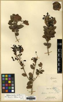 Type specimen at Edinburgh (E). Pancher, Jean: S.N. Barcode: E00279755.