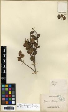 Type specimen at Edinburgh (E). Pancher, Jean: S.N. Barcode: E00279756.