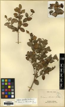 Type specimen at Edinburgh (E). Pancher, Jean: S.N. Barcode: E00279757.