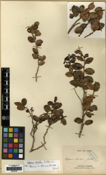 Type specimen at Edinburgh (E). Pancher, Jean: S.N. Barcode: E00279758.