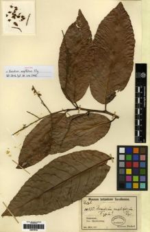 Type specimen at Edinburgh (E). Peekel, Gerhard: 675. Barcode: E00279764.