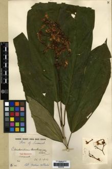 Type specimen at Edinburgh (E). Native Collector Sarawak (NATCOSA): 142. Barcode: E00279769.
