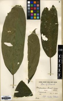Type specimen at Edinburgh (E). Native Collector Sarawak (NATCOSA): 142. Barcode: E00279770.