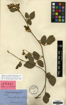 Type specimen at Edinburgh (E). Brown, Robert: 4211. Barcode: E00279792.