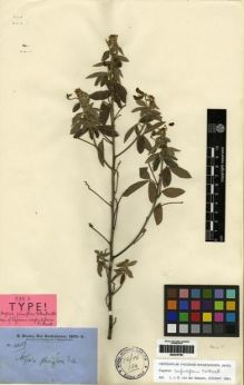 Type specimen at Edinburgh (E). Brown, Robert: 4207. Barcode: E00279794.