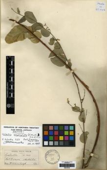 Type specimen at Edinburgh (E). Schultz, Fred: 527. Barcode: E00279795.