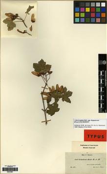 Type specimen at Edinburgh (E). Boissier, Pierre: 39. Barcode: E00279801.