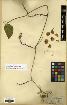 Type specimen at Edinburgh (E). Baillie, Zerub: . Barcode: E00279815.