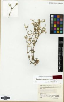 Type specimen at Edinburgh (E). Rechinger, Karl: 23385. Barcode: E00279816.