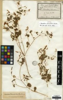 Type specimen at Edinburgh (E). Schweinfurth, George: II 48. Barcode: E00279835.