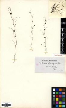 Type specimen at Edinburgh (E). Drummond, James: 107. Barcode: E00279840.