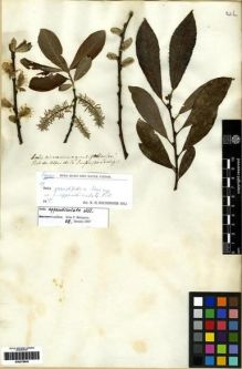 Type specimen at Edinburgh (E). Seringe, Nicolas: . Barcode: E00279845.
