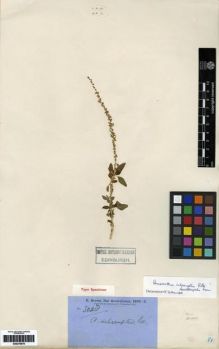 Type specimen at Edinburgh (E). Brown, Robert: 3048. Barcode: E00279879.