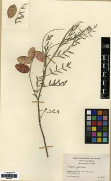 Type specimen at Edinburgh (E). Clokey, Ira: 7572. Barcode: E00279916.
