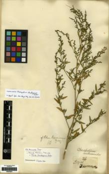 Type specimen at Edinburgh (E). Drummond, Thomas: 246. Barcode: E00279919.