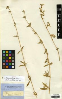 Type specimen at Edinburgh (E). Brown, Robert: . Barcode: E00279925.