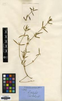 Type specimen at Edinburgh (E). Brown, Robert: . Barcode: E00279929.