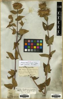 Type specimen at Edinburgh (E). Lindheimer, Ferdinand: 151. Barcode: E00279940.