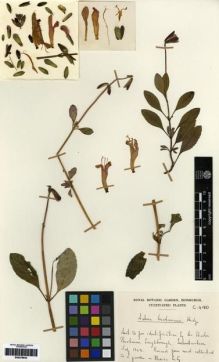 Type specimen at Edinburgh (E). Cultivated Plant (Non RBGE) (CULT): C4180. Barcode: E00279943.