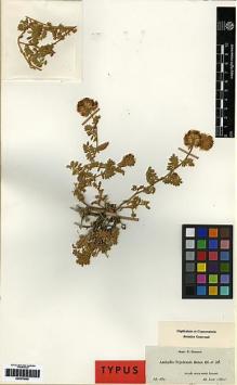 Type specimen at Edinburgh (E). Boissier, Pierre: 58. Barcode: E00279956.